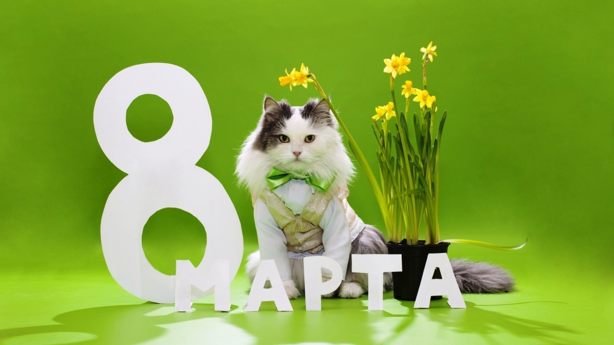 8 марта котик